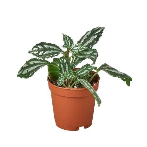 Pilea Aluminum Houseplant with Metallic Foliage