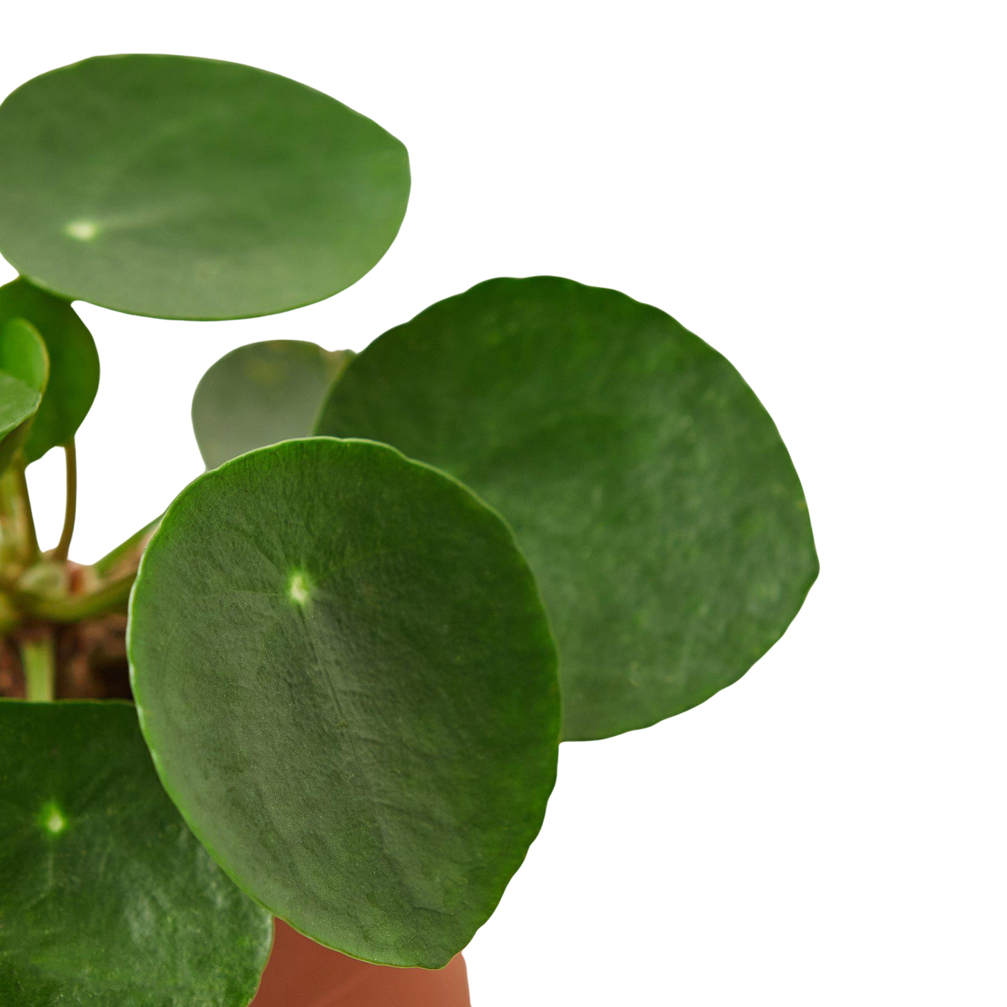 Pilea peperomioides indoor plant with glossy round green leaves Rooted Treasures Farms on Tampa Home & Garden Store