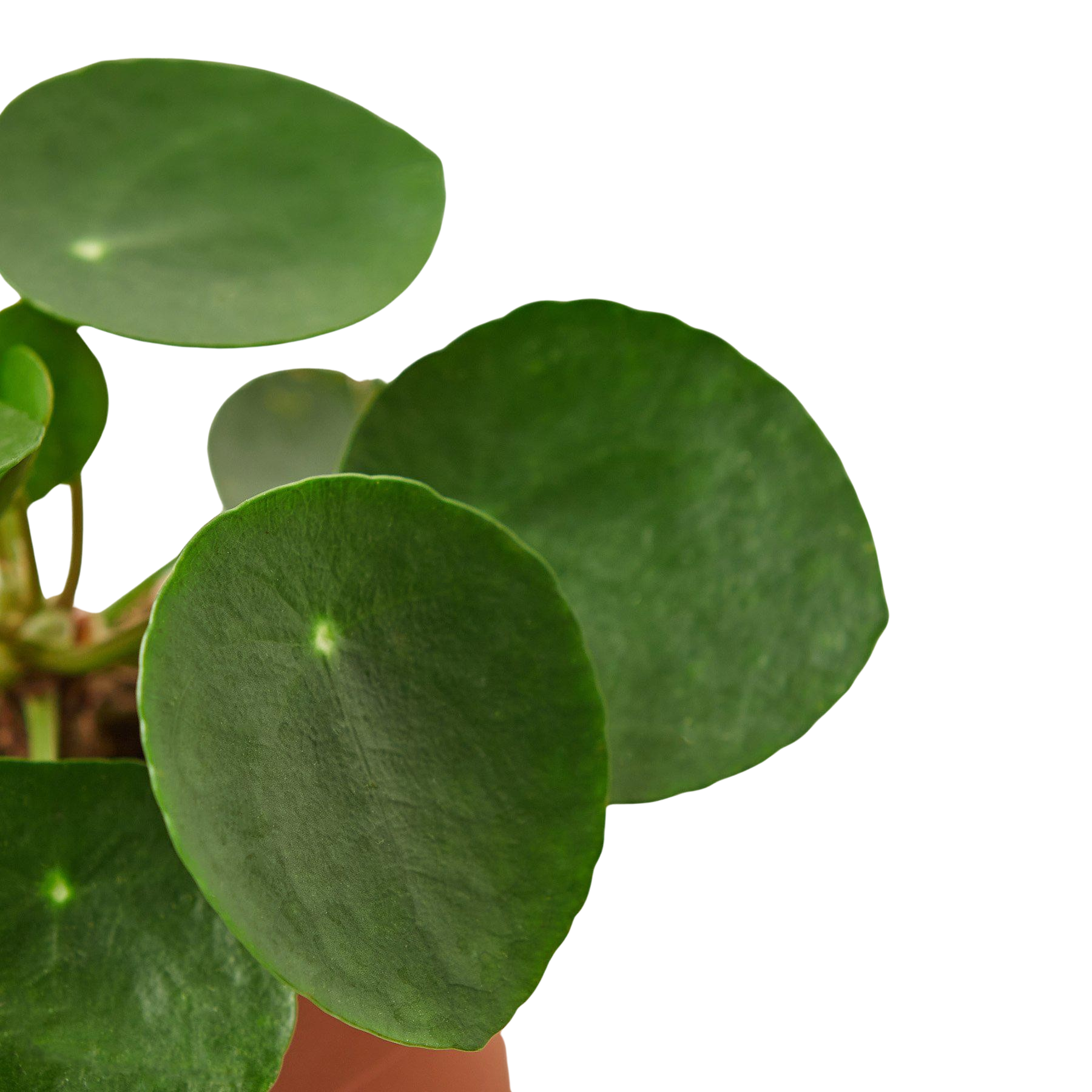 Pilea peperomioides indoor plant with glossy round green leaves Rooted Treasures Farms on Tampa Home & Garden Store