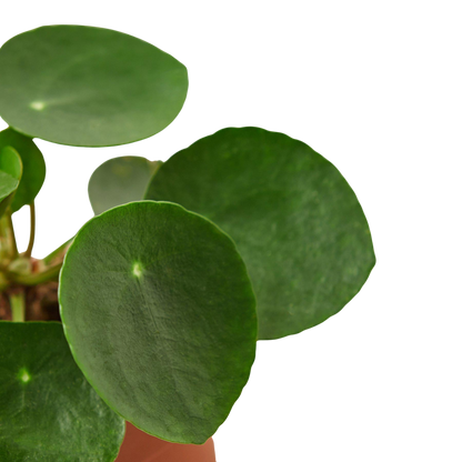 Pilea peperomioides indoor plant with glossy round green leaves Rooted Treasures Farms on Tampa Home & Garden Store