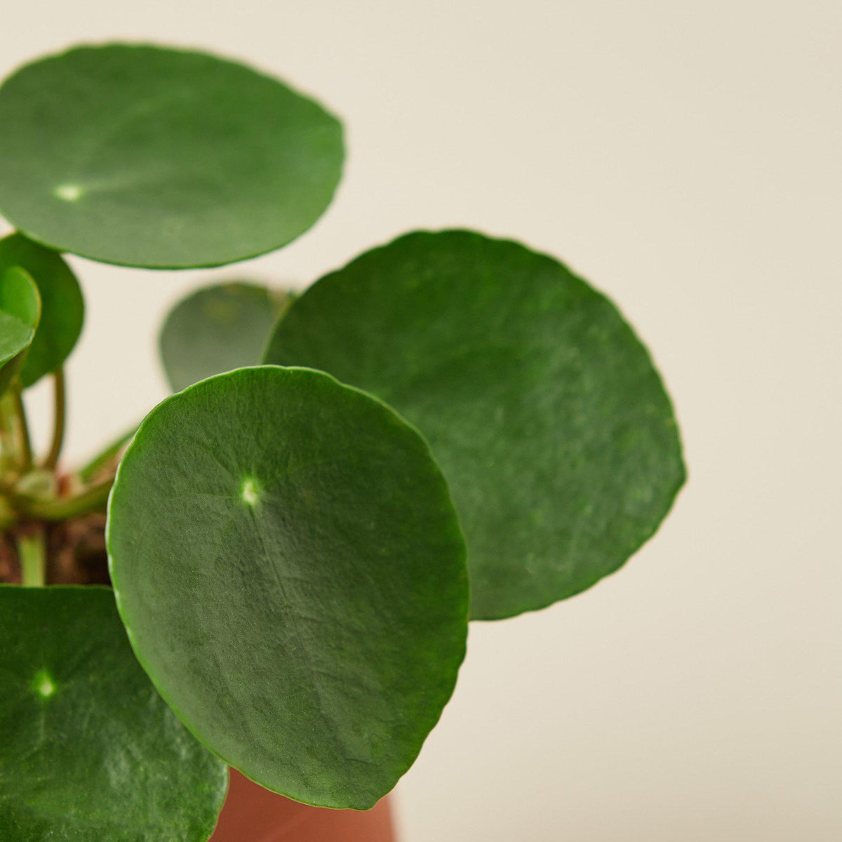 Pilea Peperomioides Chinese Money plant with round green leaves by House Plant Shop on Tampa Home & Garden Store