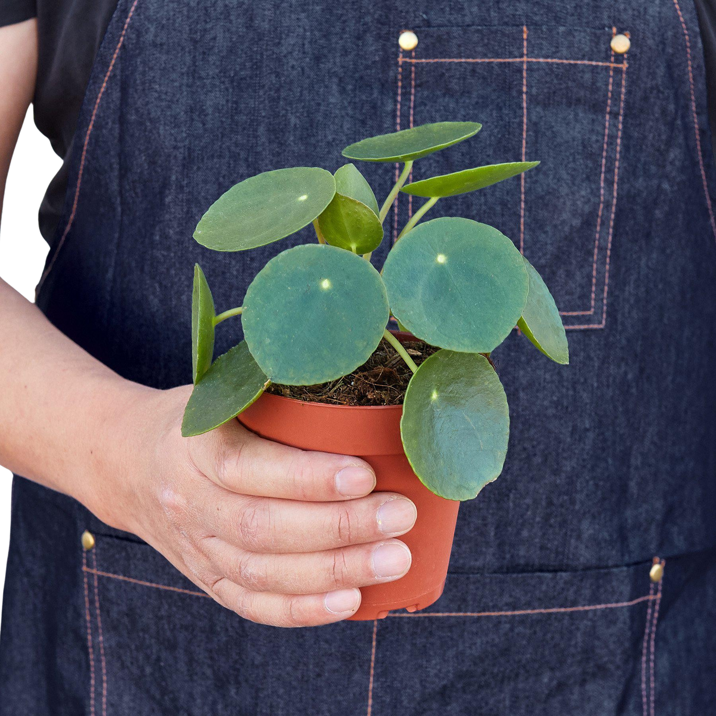 Pilea Peperomioides Chinese Money plant with round coin leaves in a small terracotta pot on Tampa Home & Garden Store