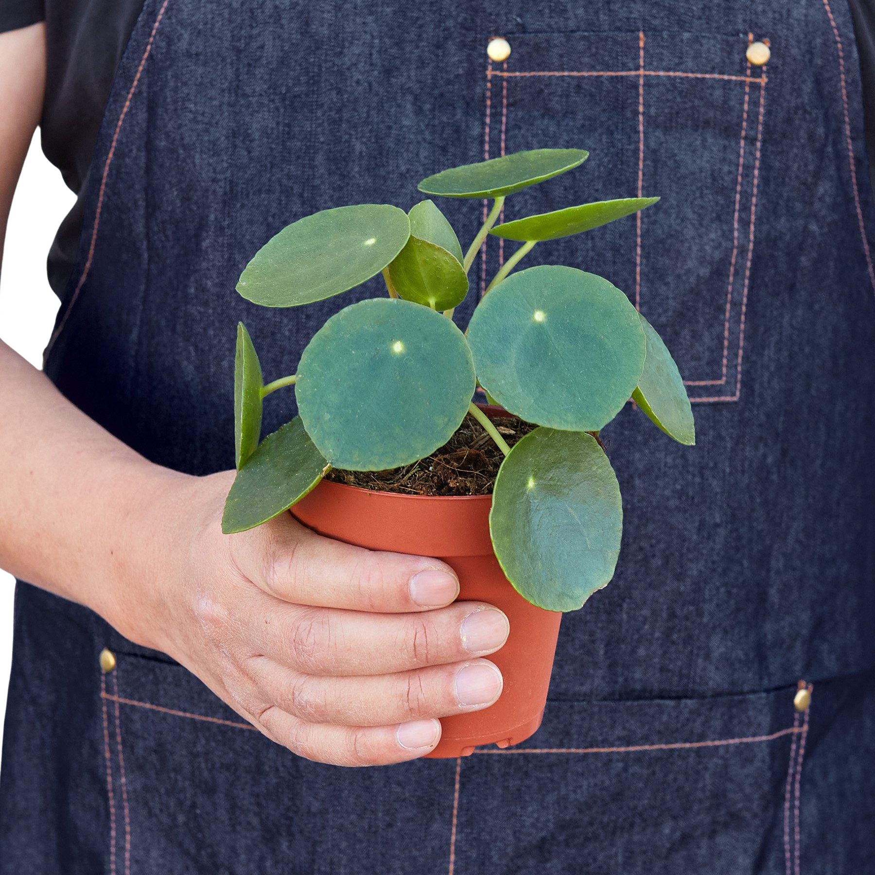 Pilea Peperomioides Chinese Money plant with round coin leaves in a small terracotta pot on Tampa Home & Garden Store