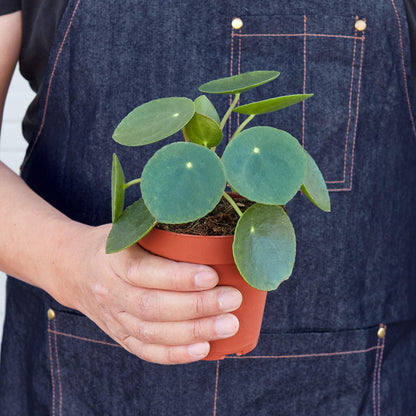 Pilea Peperomioides indoor plant with round coin leaves in terracotta pot by House Plant Shop on Tampa Home & Garden Store