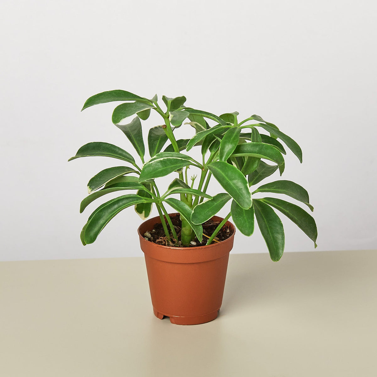 Schefflera Arboricola indoor plant in terracotta pot; glossy green leaves House Plant Shop on Tampa Home & Garden Store