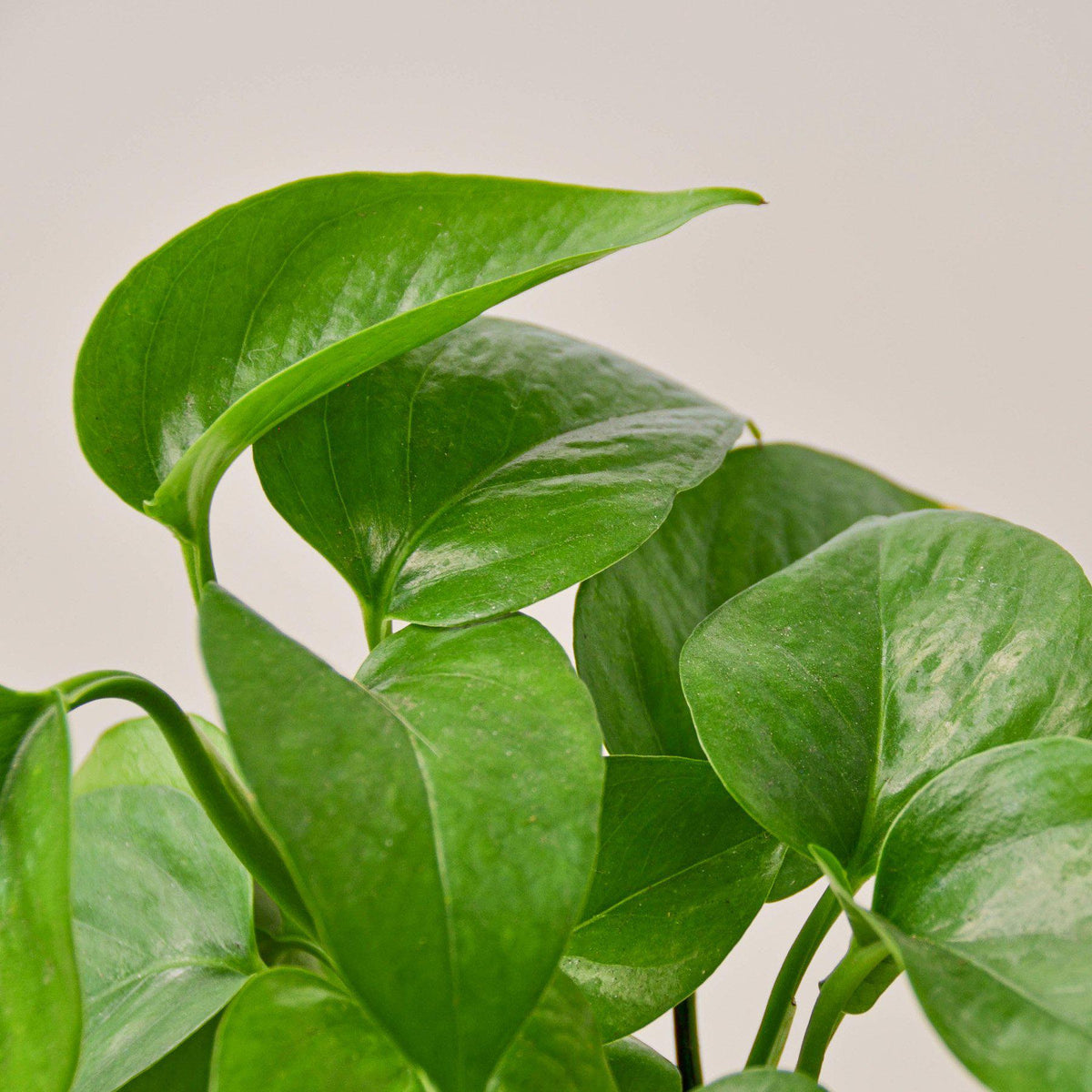 Pothos Green Queen indoor plant by House Plant Shop with glossy green leaves on Tampa Home & Garden Store