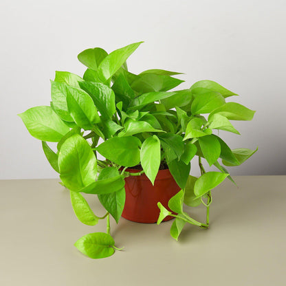Pothos Neon indoor plant in a red pot with bright neon green leaves Rooted Treasures Farms on Tampa Home & Garden Store