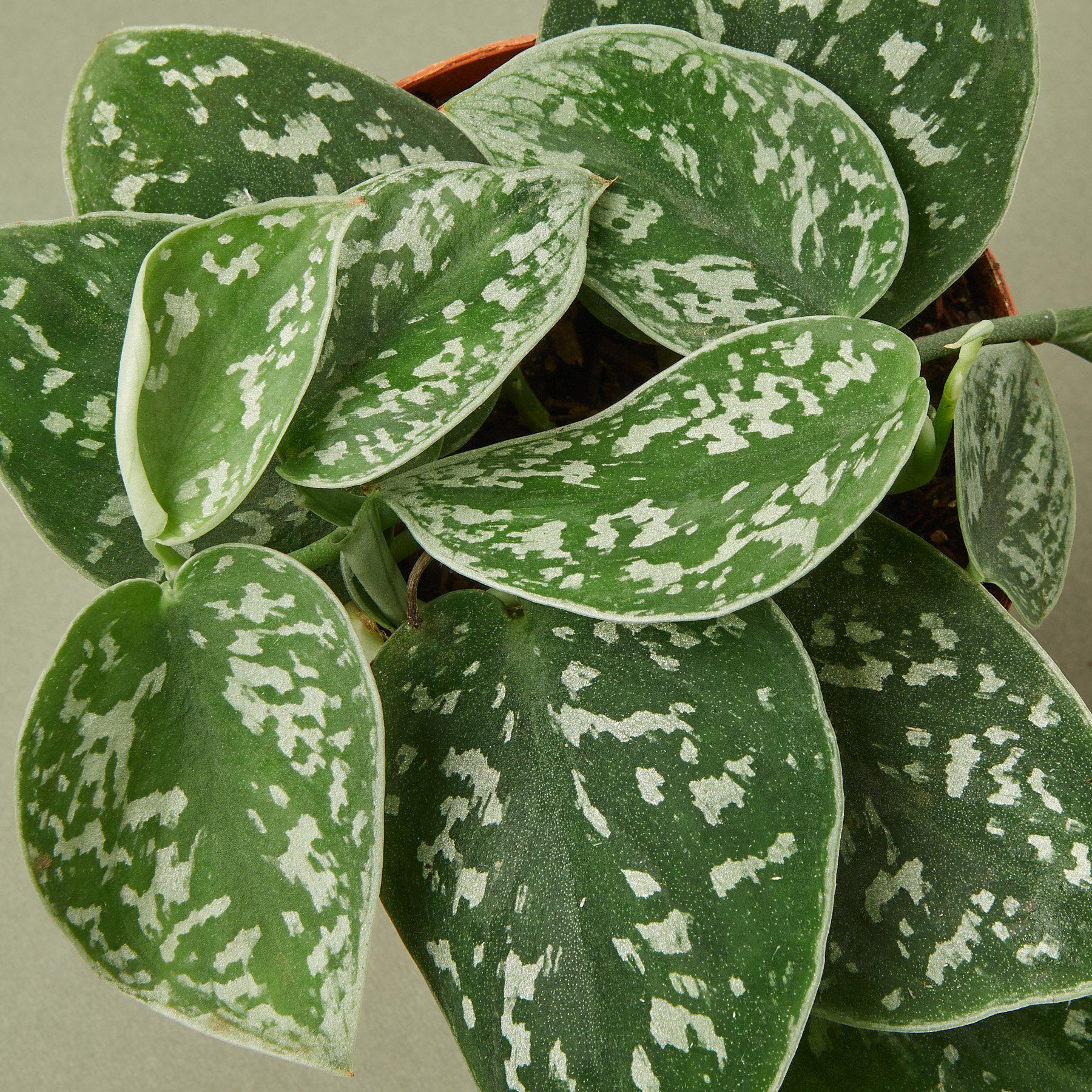 Pothos Satin indoor plant with green leaves and silver speckles, Rooted Treasures Farms on Tampa Home & Garden Store