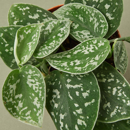 Pothos Satin indoor plant with green leaves and silver speckles, Rooted Treasures Farms on Tampa Home & Garden Store