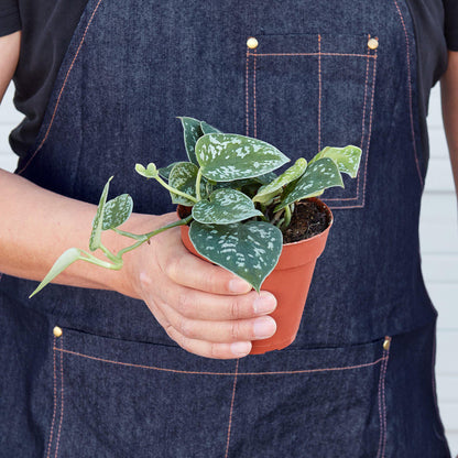 Pothos Satin indoor plant by Rooted Treasures Farms with variegated leaves in terracotta pot on Tampa Home & Garden Store
