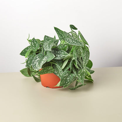Pothos Satin indoor plant in orange pot with variegated green leaves Rooted Treasures Farms on Tampa Home & Garden Store