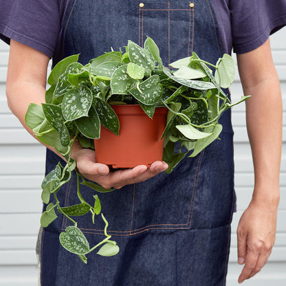 Pothos Satin indoor plant with trailing variegated green leaves in a terracotta pot on Tampa Home & Garden Store
