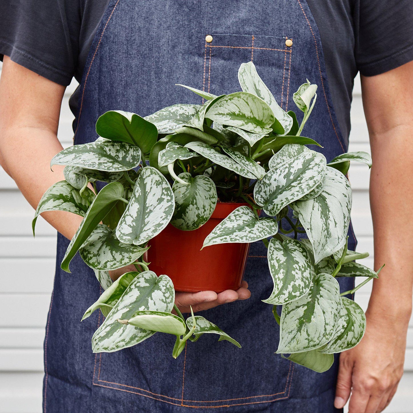 Pothos 'Silver Splash' indoor plant with green and silver variegated leaves in a red pot on Tampa Home & Garden Store