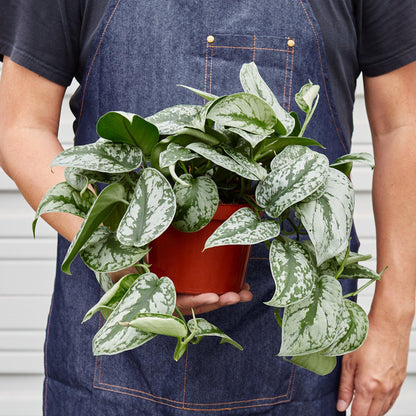 Pothos 'Silver Splash' indoor plant with green and silver variegated leaves in a red pot on Tampa Home & Garden Store