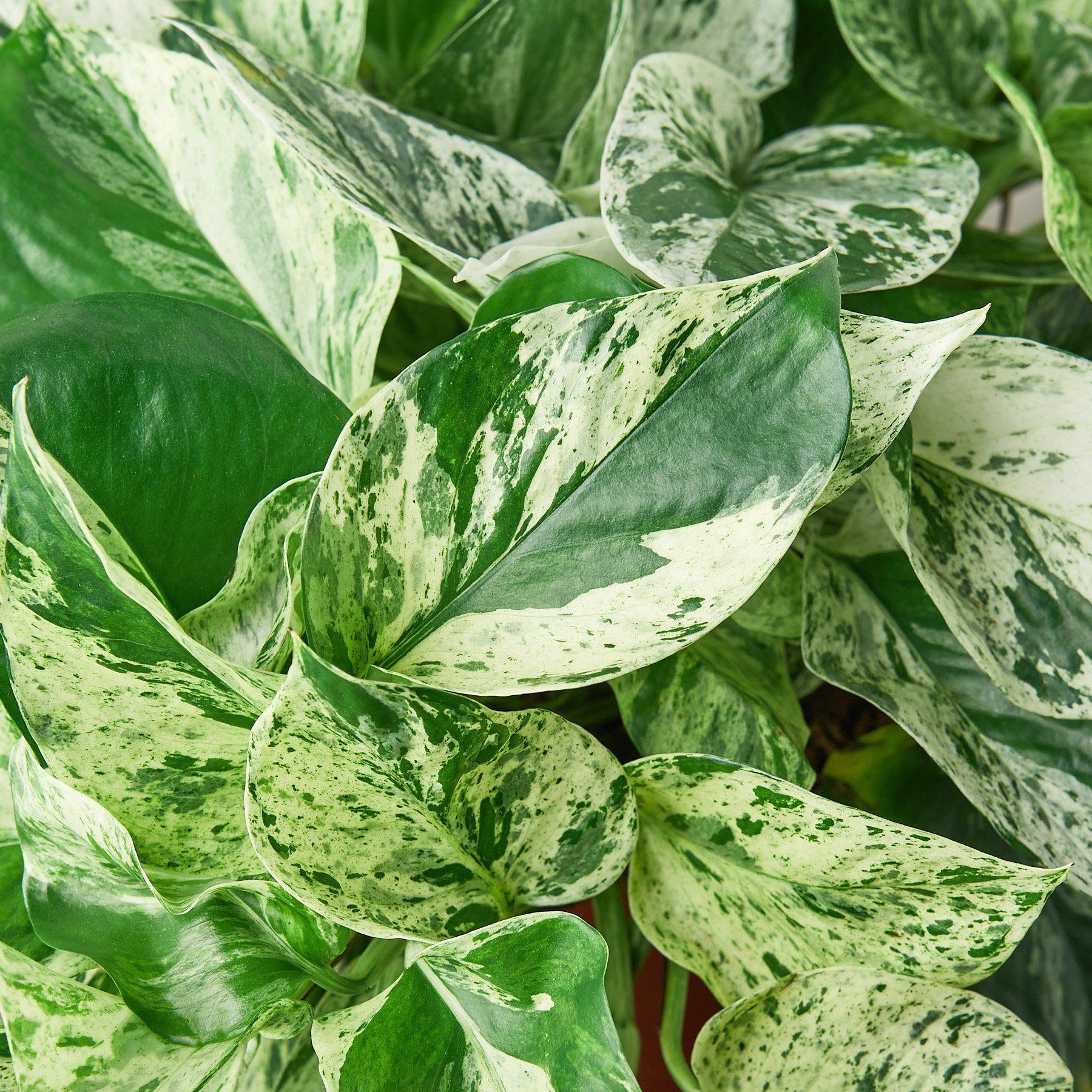 Pothos Marble Queen indoor plant with green and cream variegated leaves Rooted Treasures Farms on Tampa Home & Garden Store