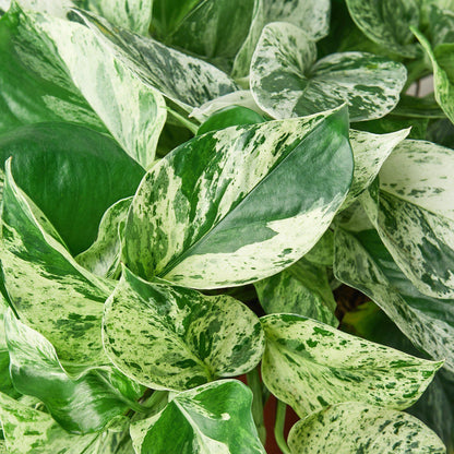 Pothos Marble Queen indoor plant with green and cream variegated leaves Rooted Treasures Farms on Tampa Home & Garden Store