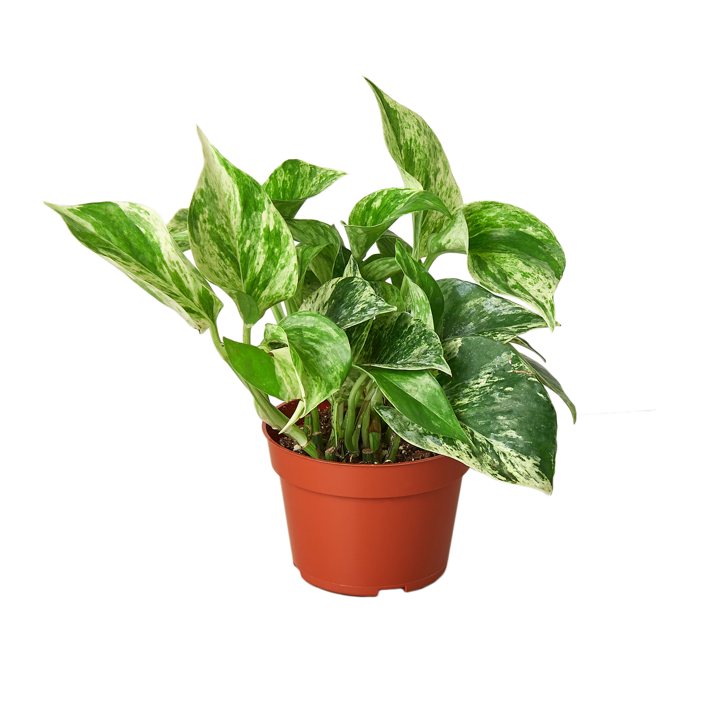 Pothos Marble Queen indoor plant with variegated green and cream leaves in a terracotta pot on Tampa Home & Garden Store