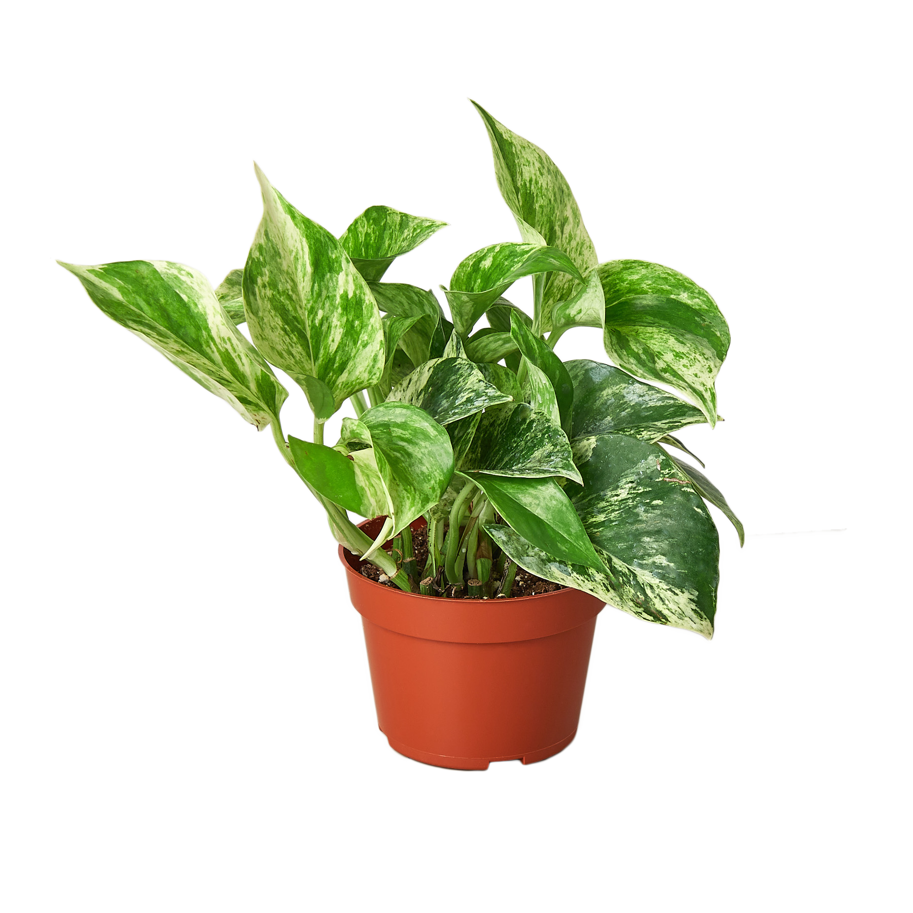 Pothos Marble Queen indoor plant with variegated green and cream leaves in a terracotta pot on Tampa Home & Garden Store
