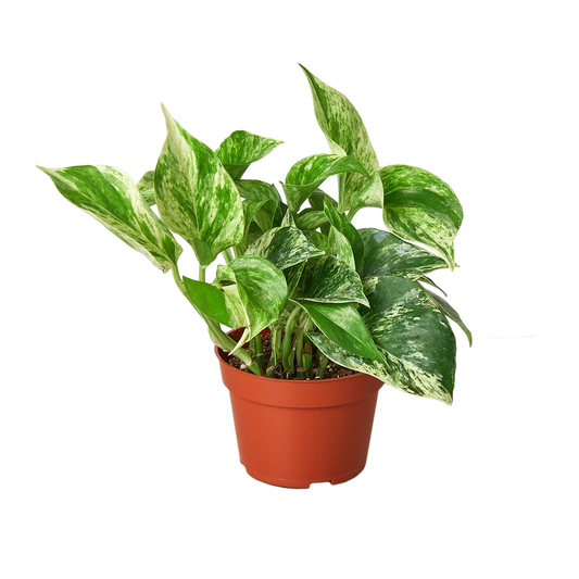 Pothos Marble Queen indoor plant with variegated green and cream leaves in a terracotta pot on Tampa Home & Garden Store