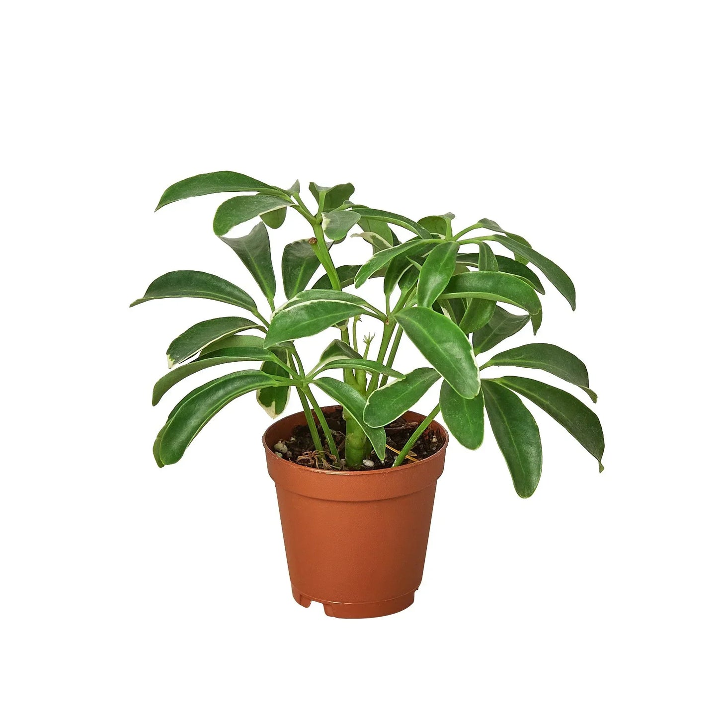 Schefflera Arboricola Umbrella indoor plant in terracotta pot with glossy green leaves on Tampa Home & Garden Store
