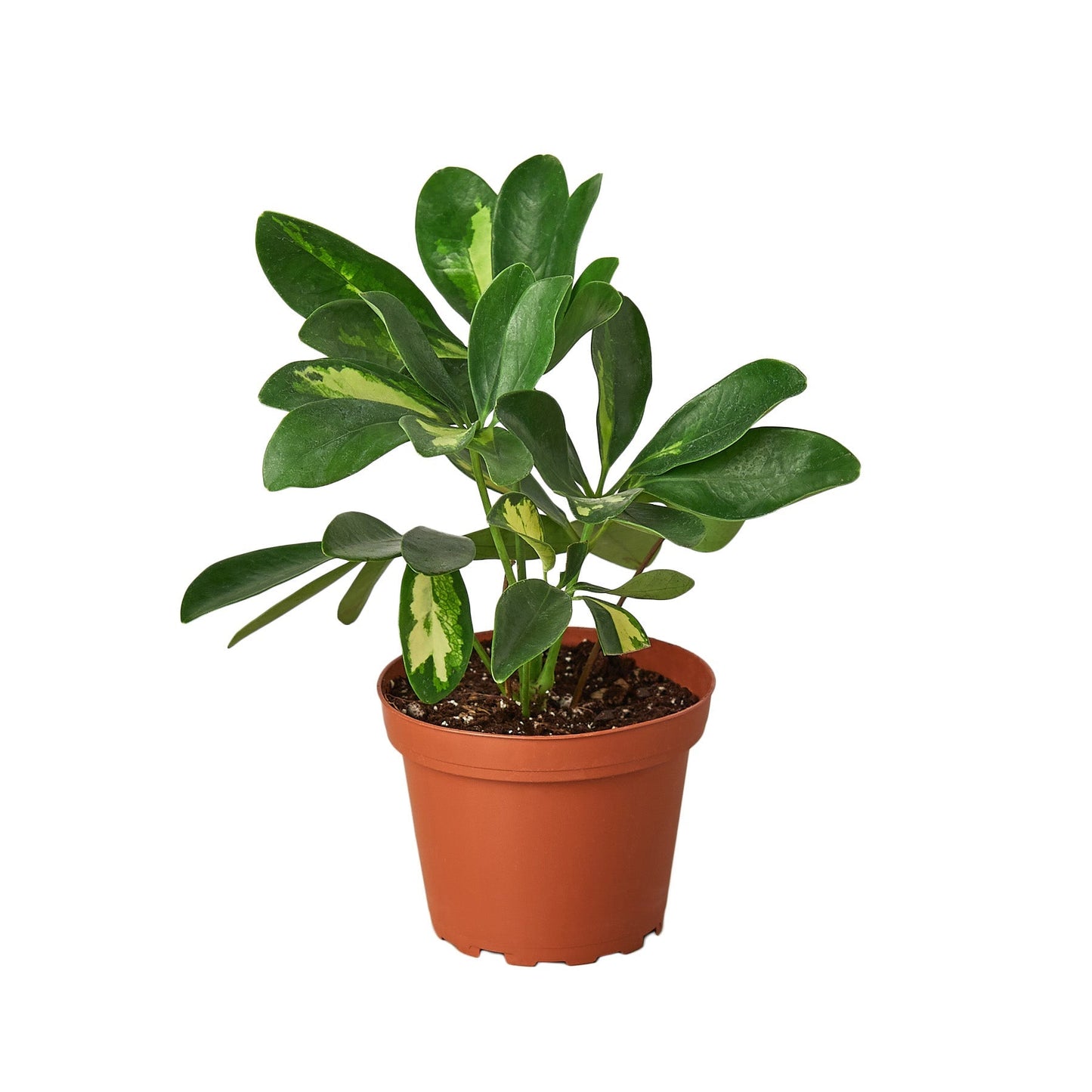 Schefflera Variegated indoor plant by Rooted Treasures Farms in a terracotta pot on Tampa Home & Garden Store