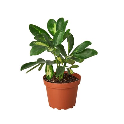 Schefflera Variegated indoor plant by Rooted Treasures Farms in a terracotta pot on Tampa Home & Garden Store