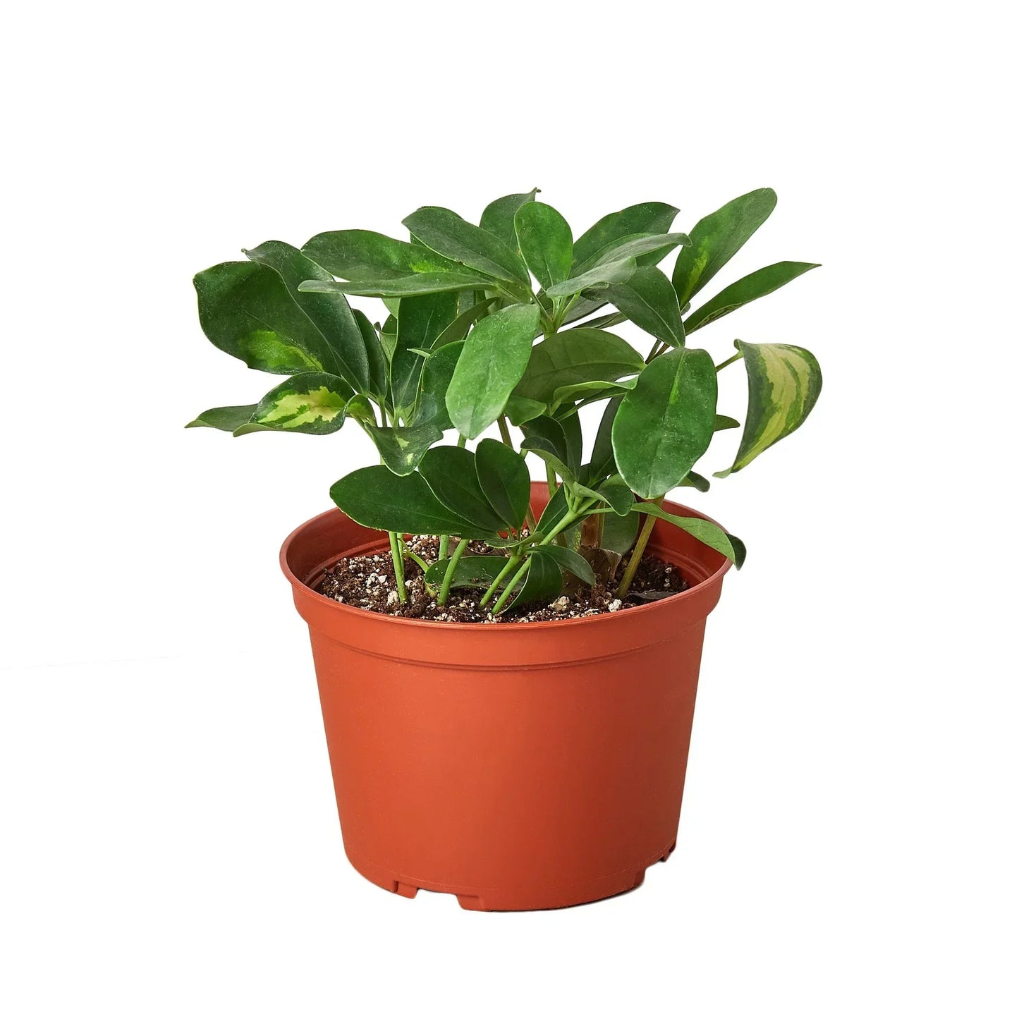 Schefflera Variegated indoor plant with green leaves and yellow variegation in terracotta pot on Tampa Home & Garden Store