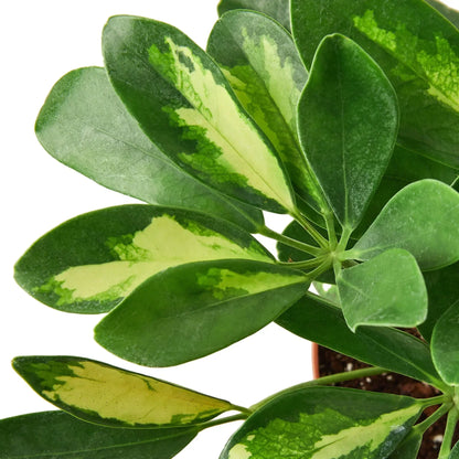 Schefflera Variegated indoor plant with glossy green leaves and cream-yellow variegation on Tampa Home & Garden Store