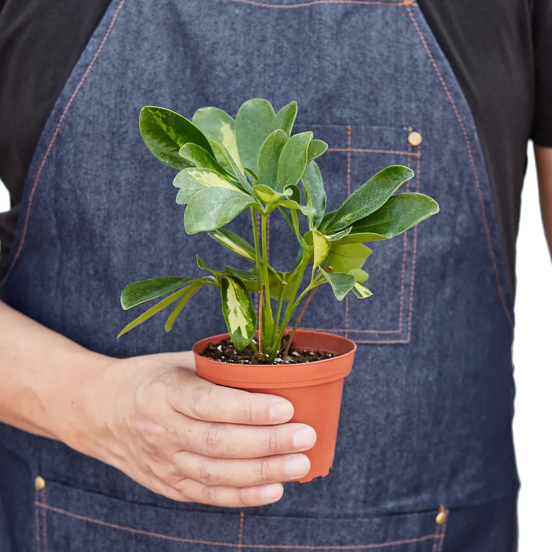 Schefflera Variegated indoor plant in a terracotta pot with green and cream leaves on Tampa Home & Garden Store