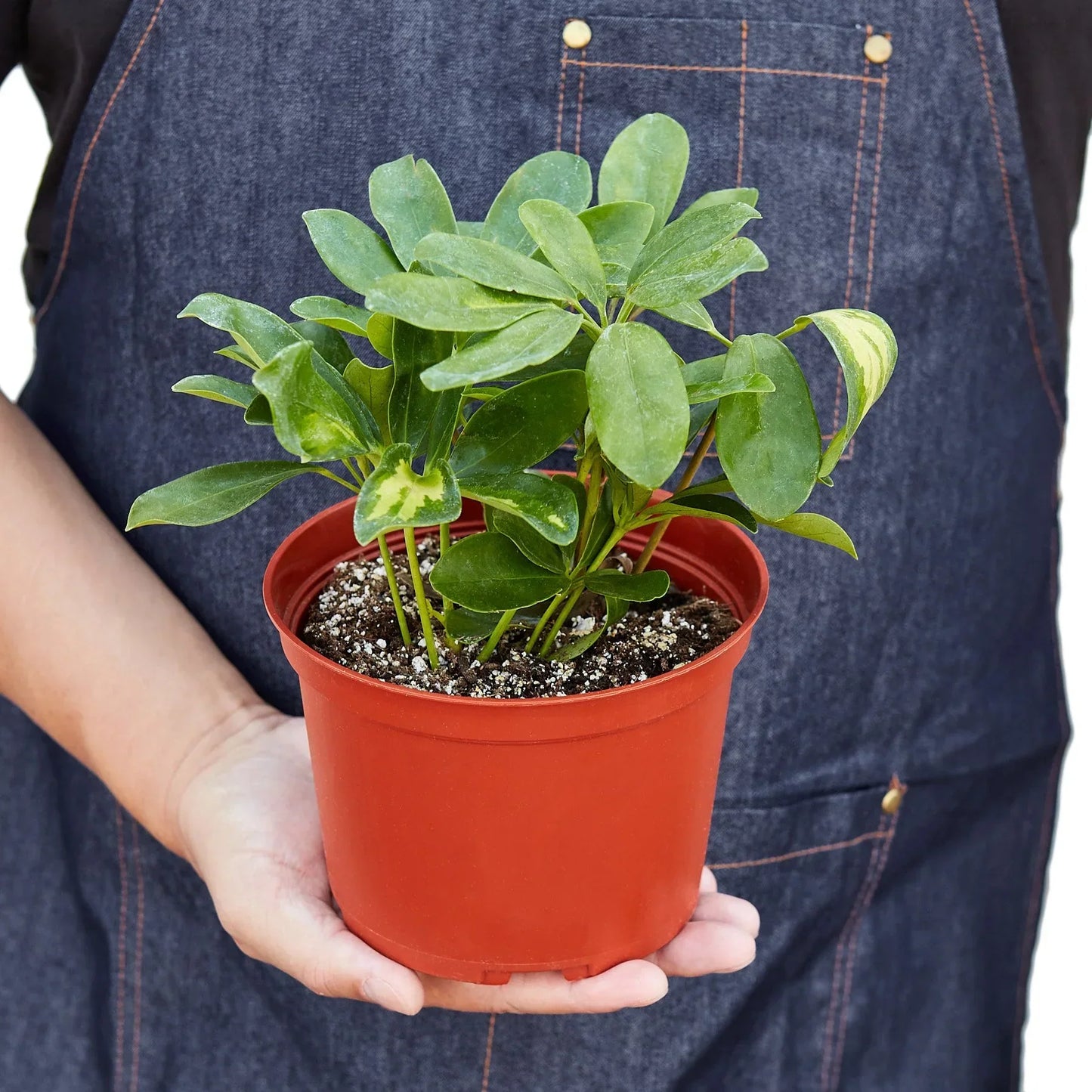 Schefflera Variegated plant Rooted Treasures Farms green leaves yellow variegation in red pot on Tampa Home & Garden Store