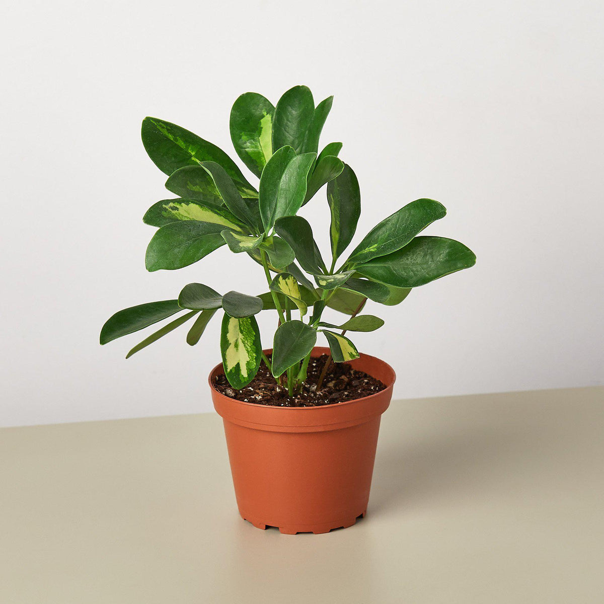 Schefflera Variegated houseplant with glossy green leaves and cream variegation in a pot on Tampa Home & Garden Store