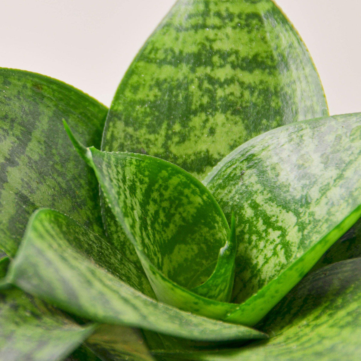 Snake Plant Forest Star indoor plant with variegated green leaves House Plant Shop on Tampa Home & Garden Store