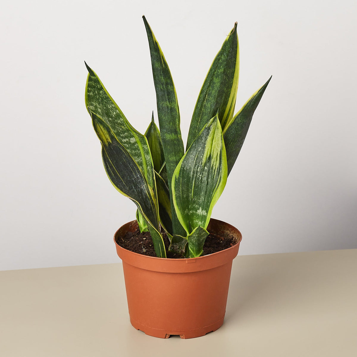 Snake Plant Gold Flame indoor plant with green leaves and yellow edges in a terracotta pot on Tampa Home & Garden Store