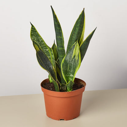 Snake Plant Gold Flame indoor plant with green leaves and yellow edges in a terracotta pot on Tampa Home & Garden Store