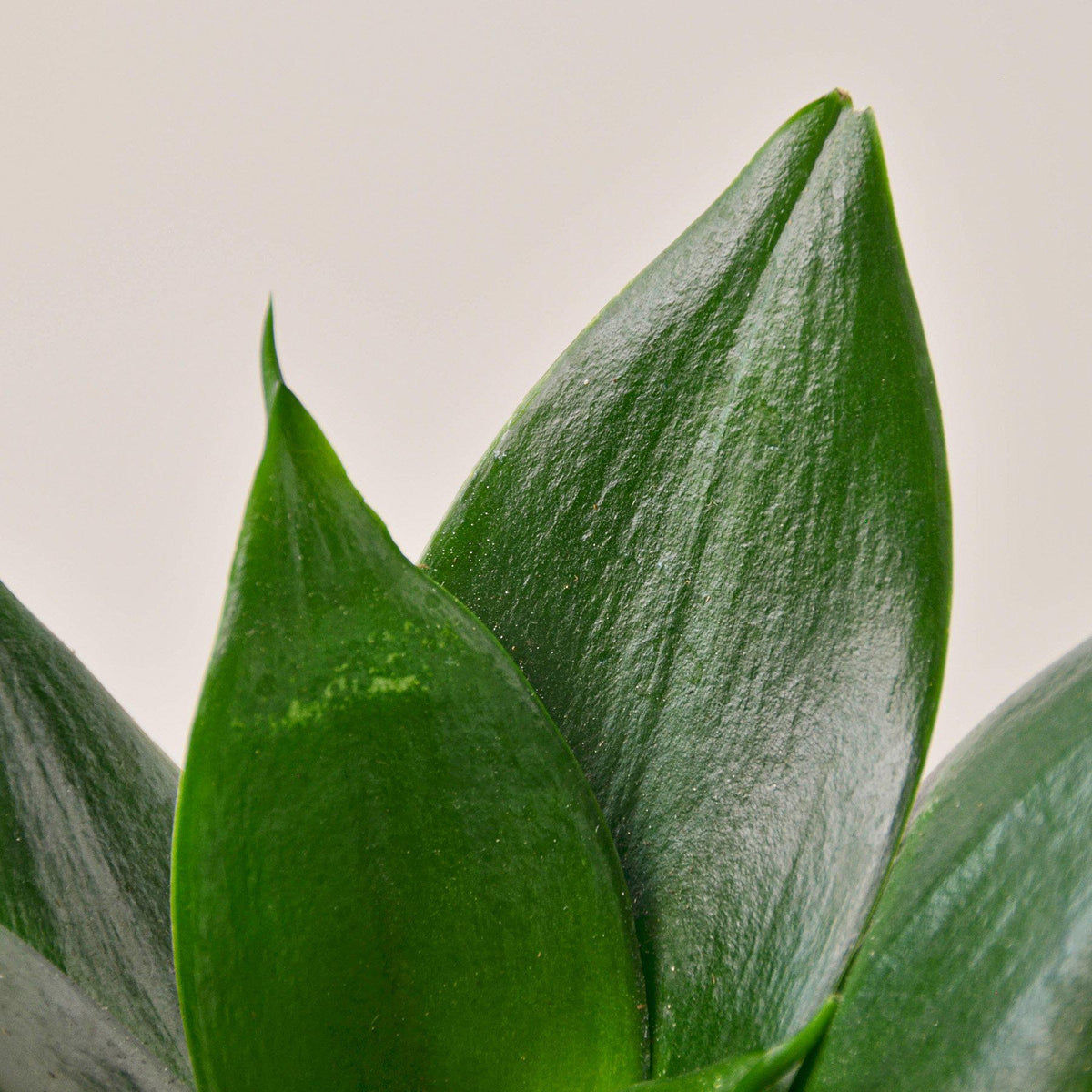 Snake Plant Jade indoor plant with dark green glossy leaves House Plant Shop on Tampa Home & Garden Store