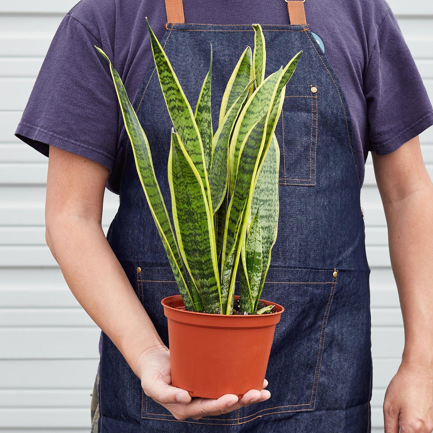 Snake Plant Laurentii 4-inch plant with green leaves edged yellow in pot Rooted Treasures Farms on Tampa Home & Garden Store