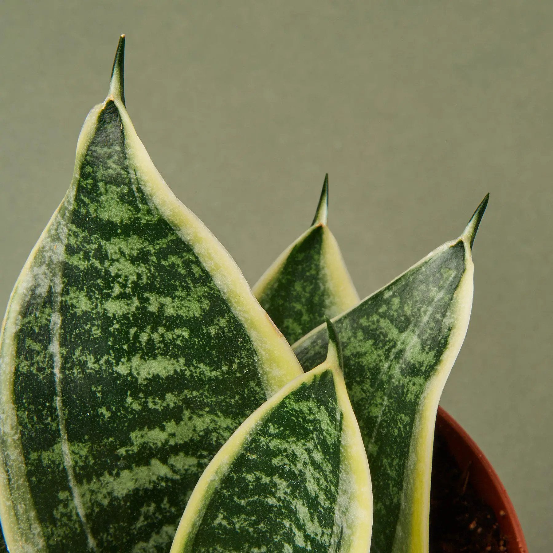 - image on Tampa Home & Garden Store
