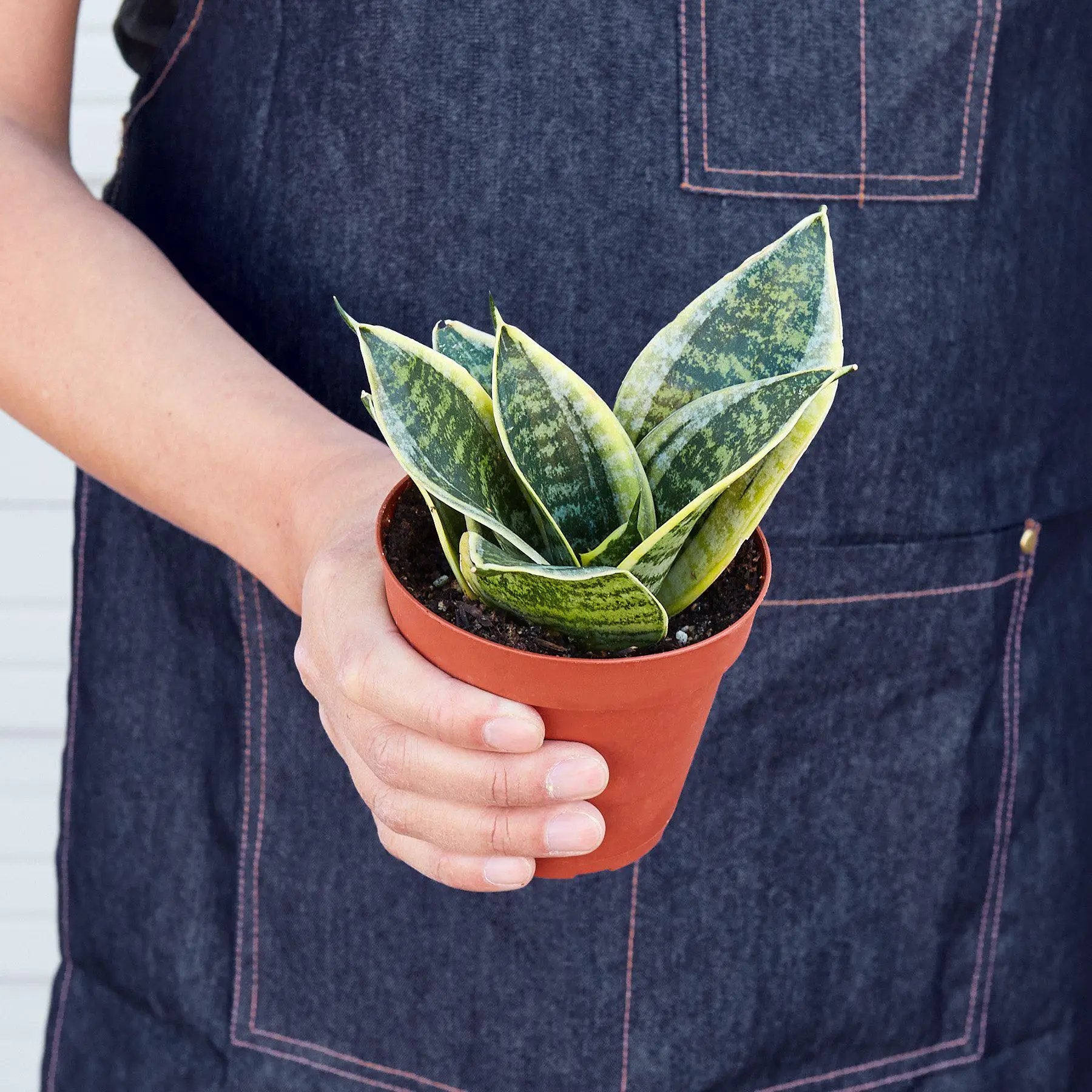 - image on Tampa Home & Garden Store