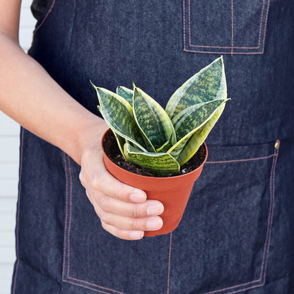 - image on Tampa Home & Garden Store