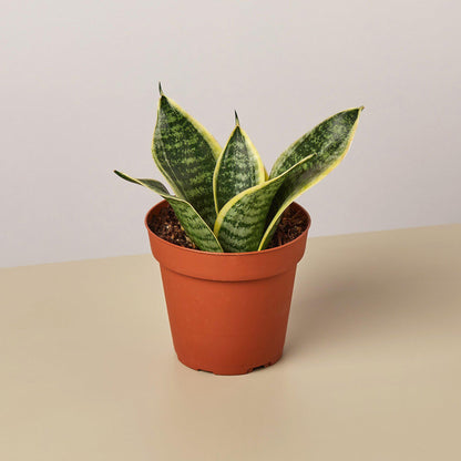 Snake Plant Laurentii Dwarf indoor plant with yellow-edged variegated leaves in terracotta pot on Tampa Home & Garden Store