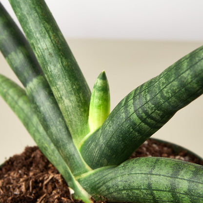 Snake Plant Starfish indoor plant with variegated green leaves in a pot on Tampa Home & Garden Store