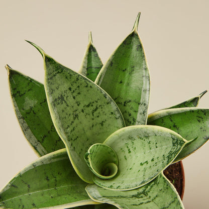 Snake Plant Starlight indoor plant with variegated green leaves and creamy yellow edges on Tampa Home & Garden Store