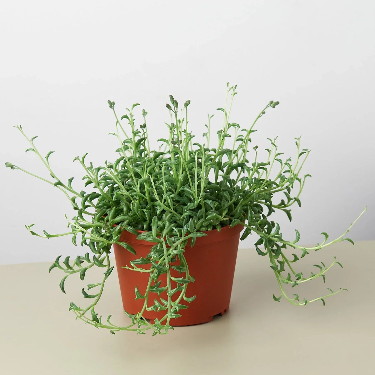 Succulent String of Dolphins in a terracotta pot with trailing green stems on Tampa Home & Garden Store