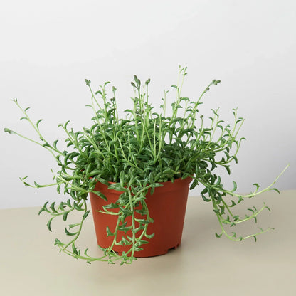 Succulent String of Dolphins in a terracotta pot with trailing green stems on Tampa Home & Garden Store