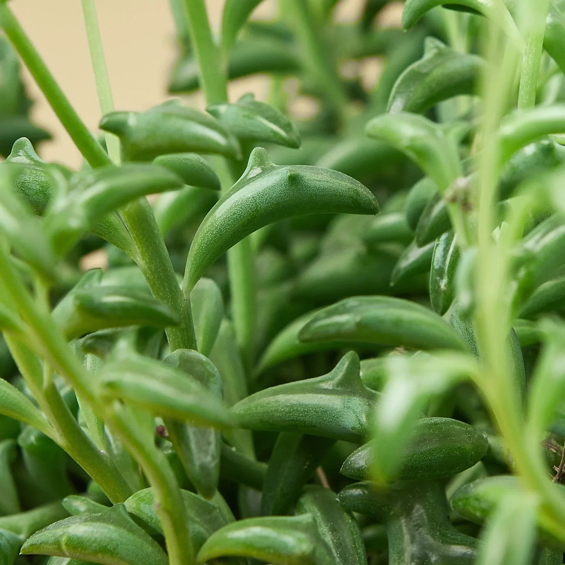 Succulent String of Dolphins with vibrant green dolphin-shaped leaves and slender stems on Tampa Home & Garden Store