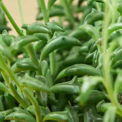 Succulent String of Dolphins with vibrant green dolphin-shaped leaves and slender stems on Tampa Home & Garden Store