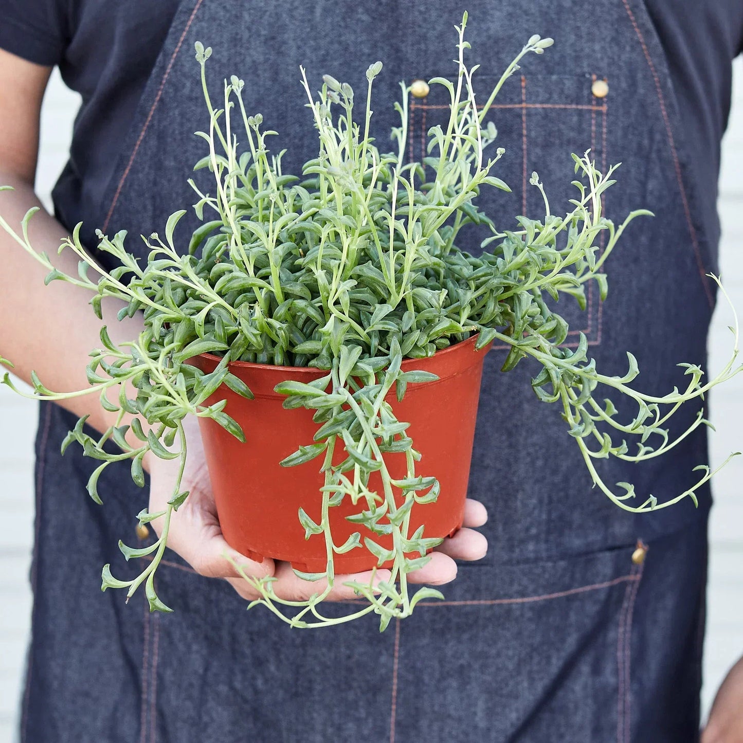 Succulent String of Dolphins with trailing slender green leaves in red pot on Tampa Home & Garden Store