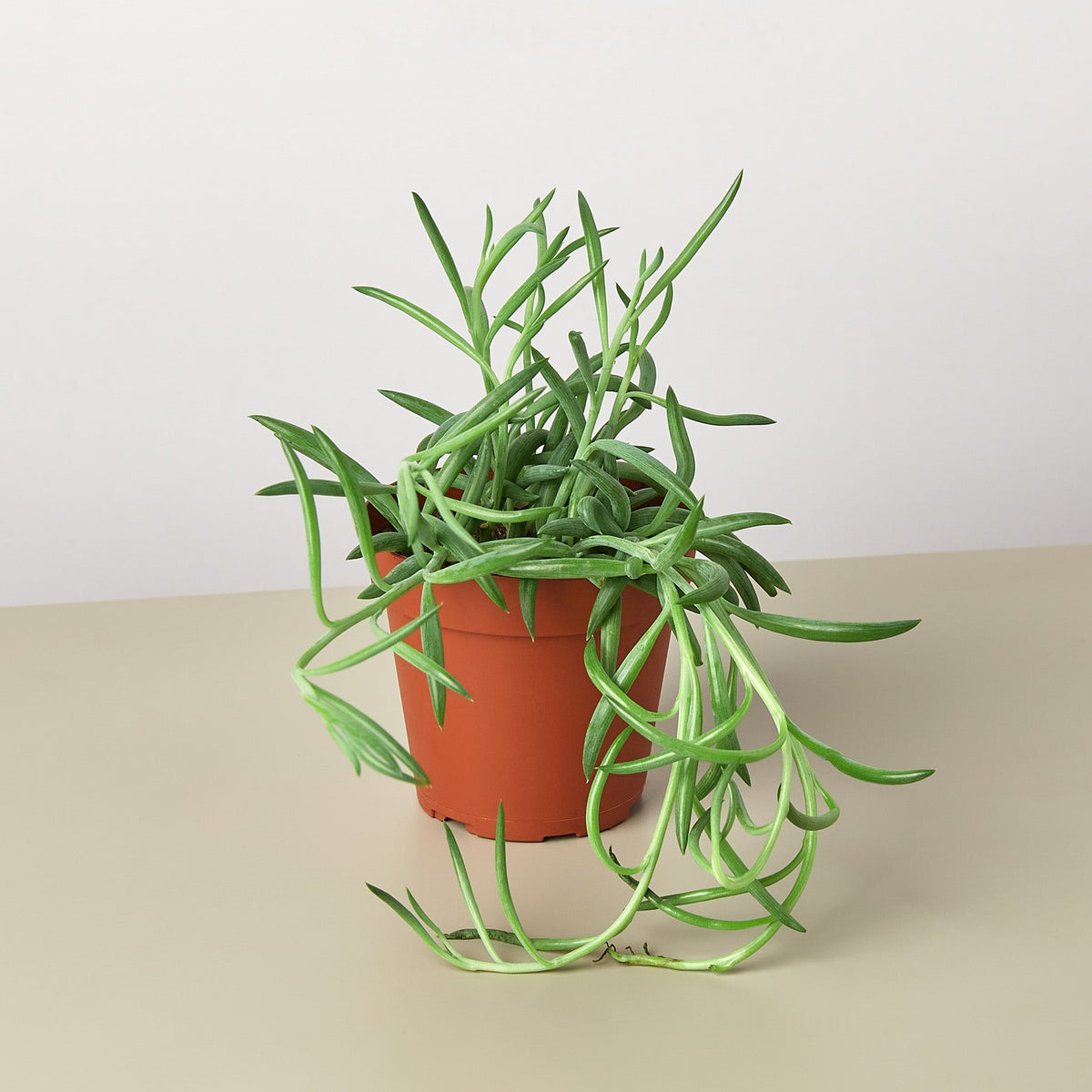 Fish Hooks succulent trailing in terracotta pot with slender green leaves House Plant Shop on Tampa Home & Garden Store