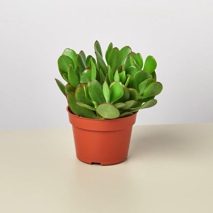 Succulent Crassula Jade in orange pot with thick green leaves edged red on Tampa Home & Garden Store