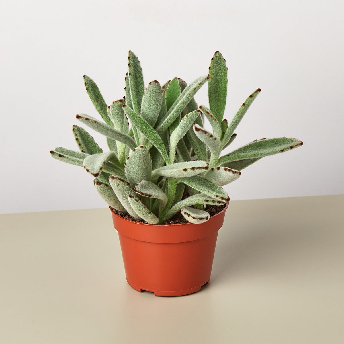 Succulent Kalanchoe Panda Plant with fuzzy gray-green leaves edged brown in a terracotta pot on Tampa Home & Garden Store